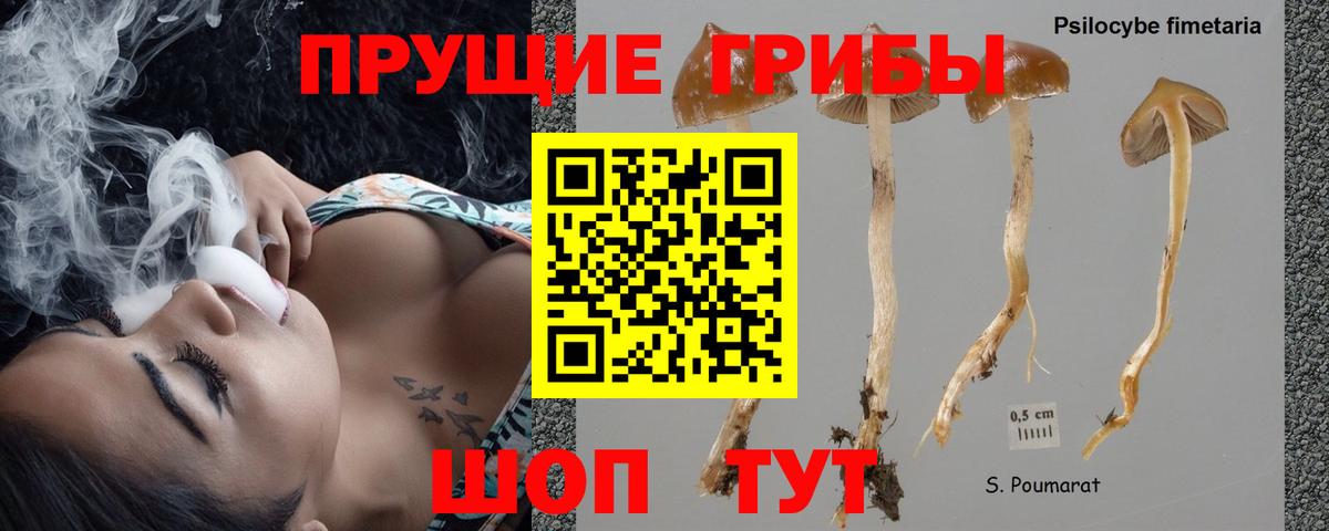 Псилоцибиновые грибы Psilocybine cubensis Сорочинск